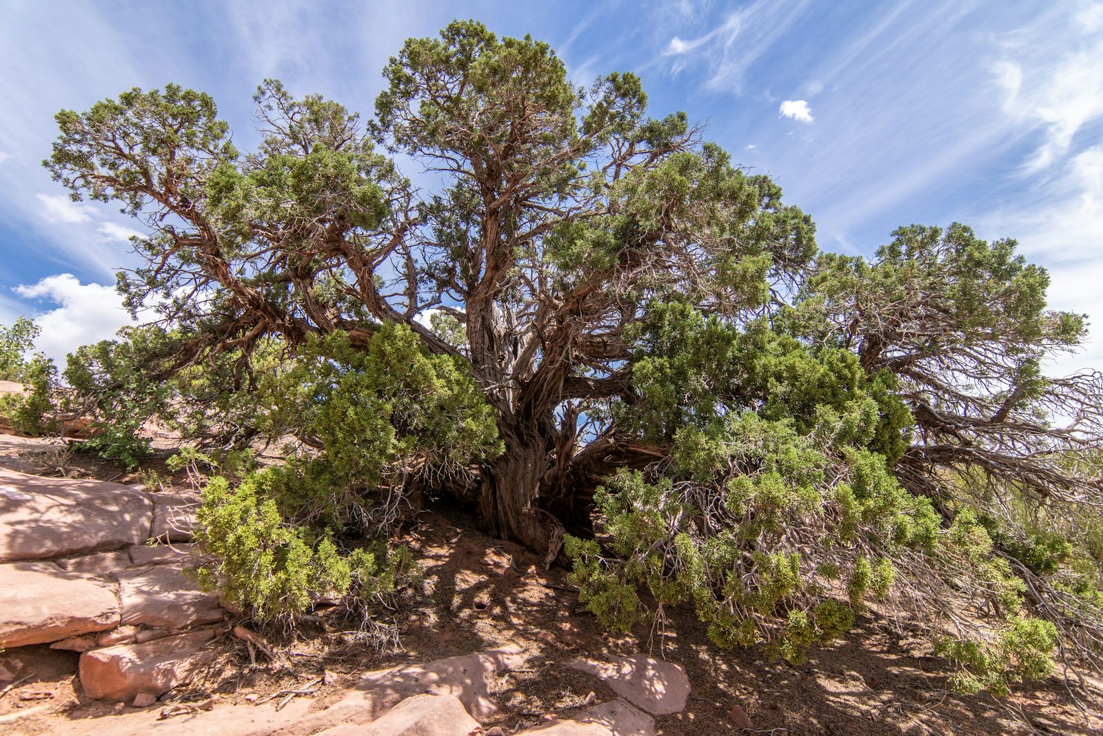 Tree canopy after professional crown reduction