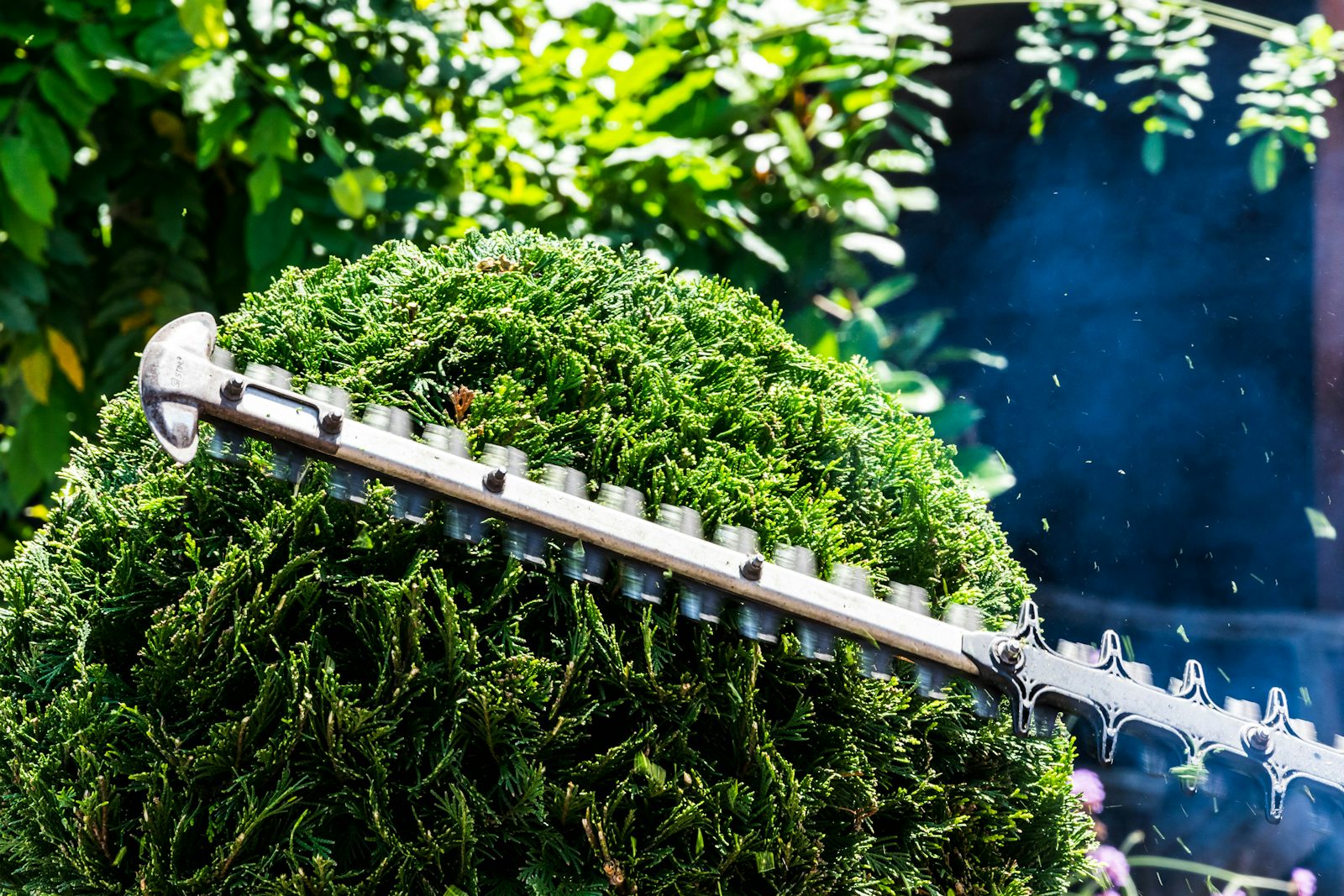 Hedge Trimming & Pruning