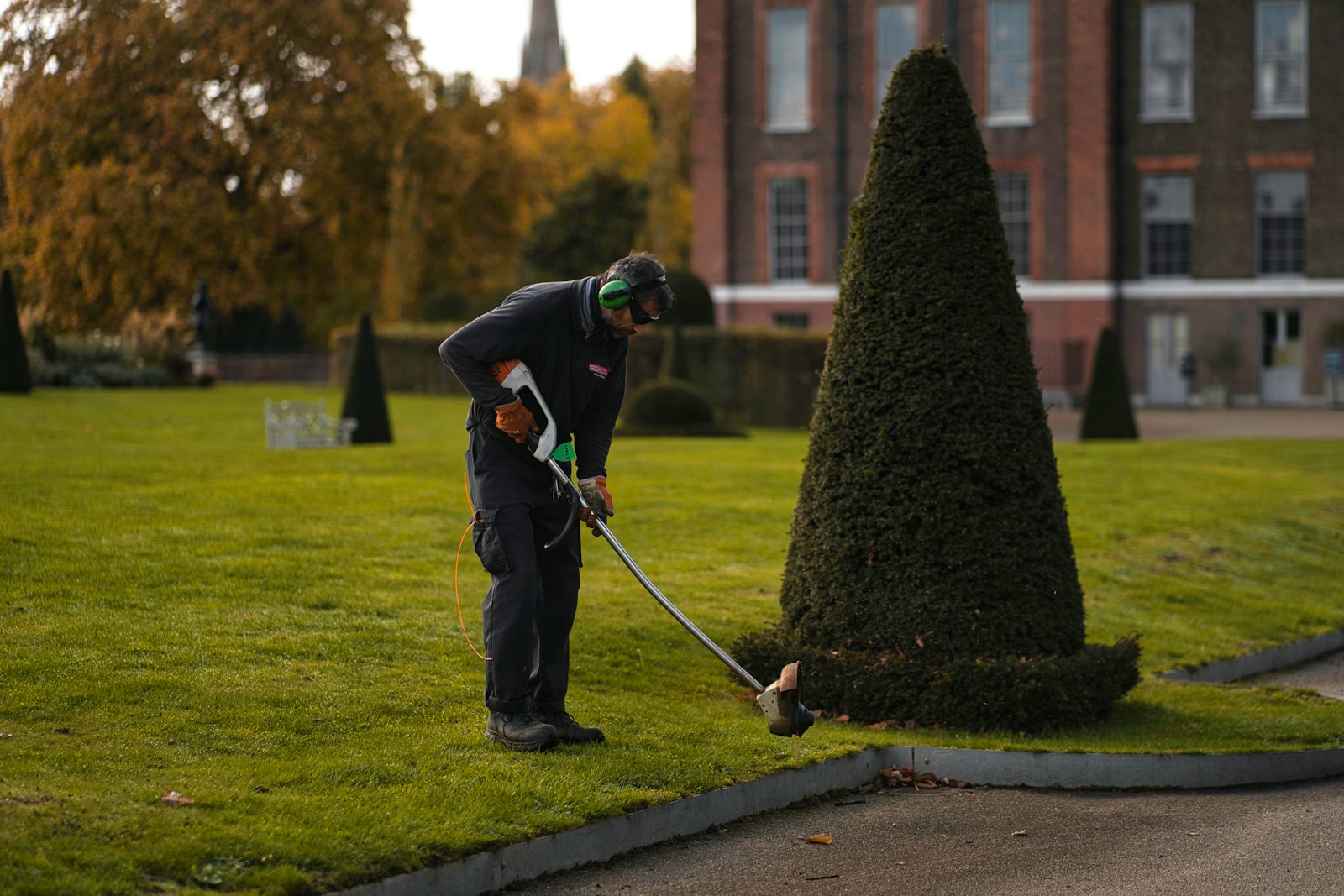 Freshly shaped garden hedge