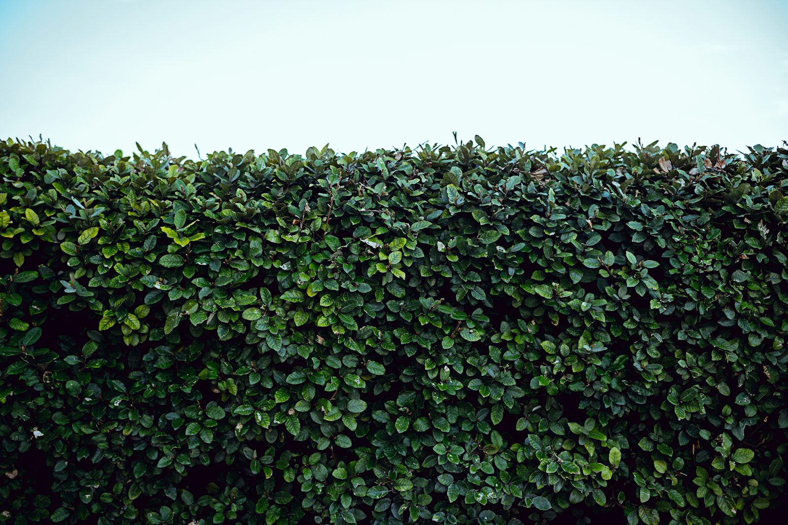 Precision hedge trimming result