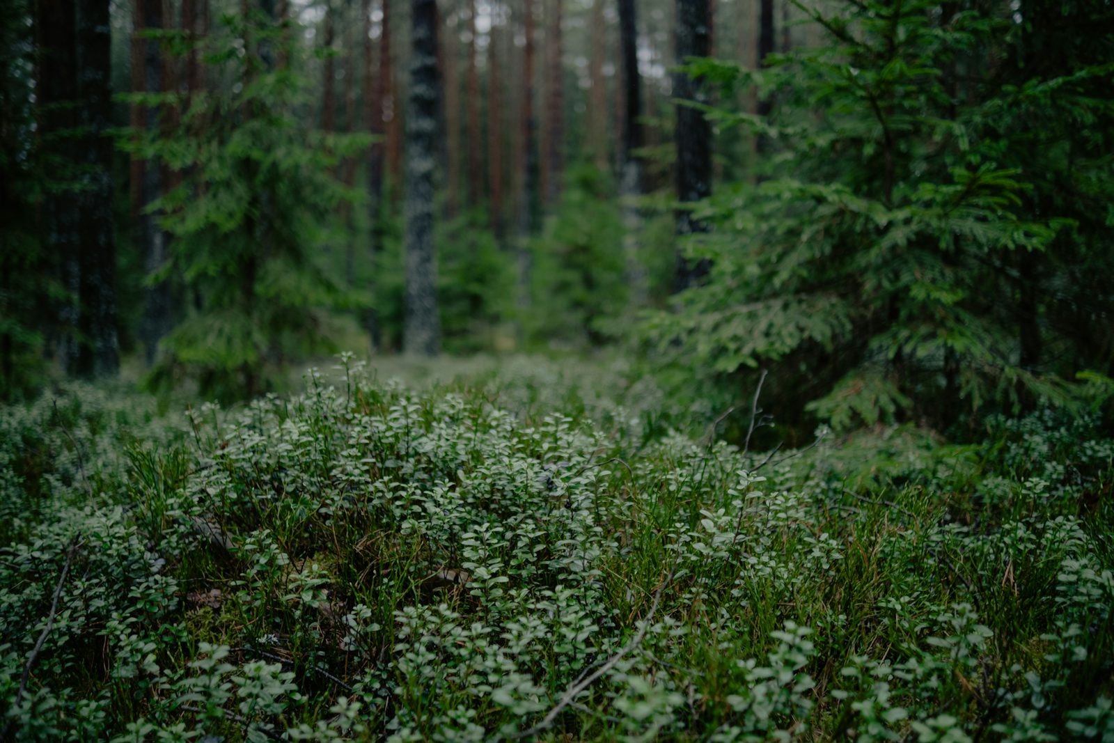 Land Clearance work 2