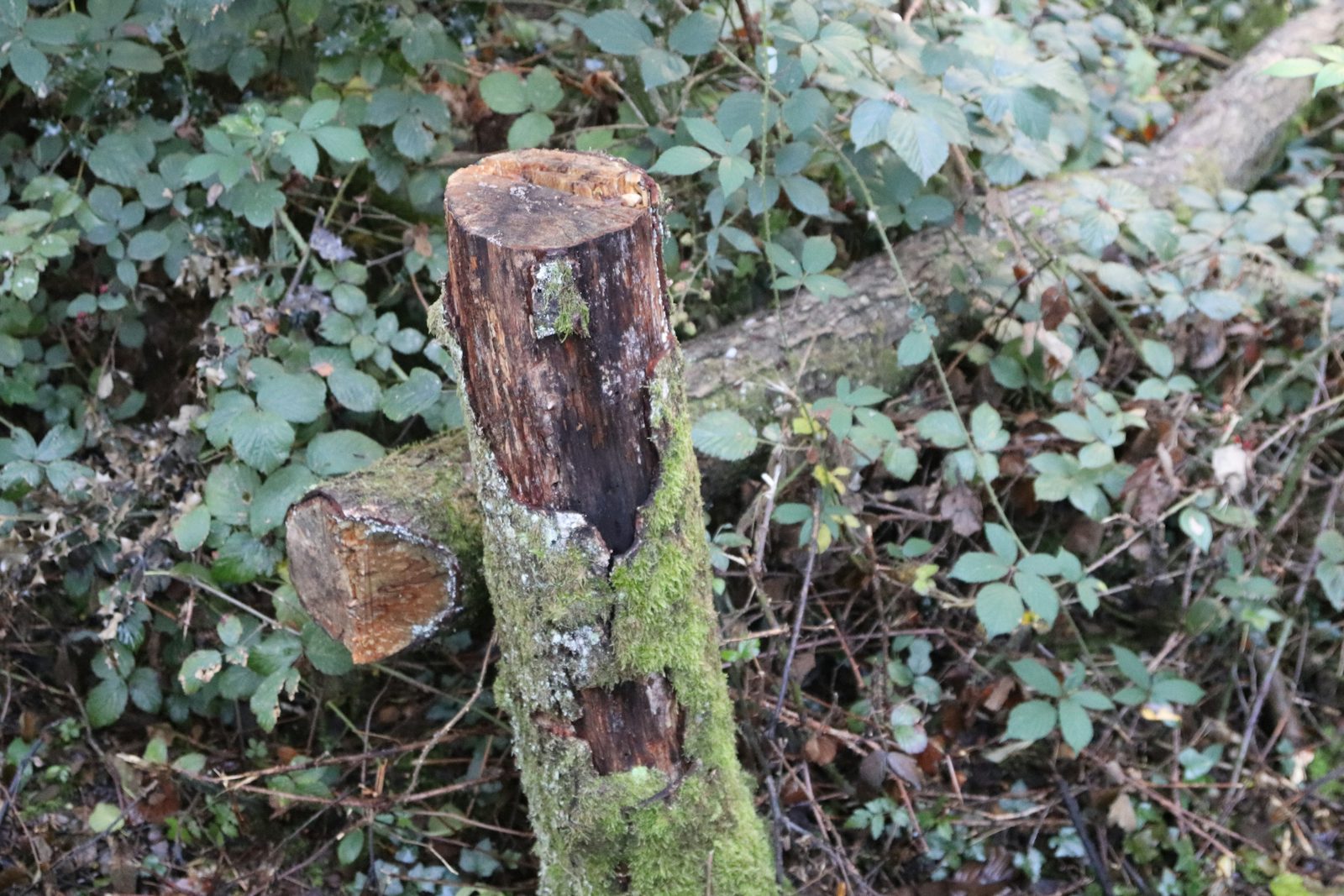 Land Clearance work 3