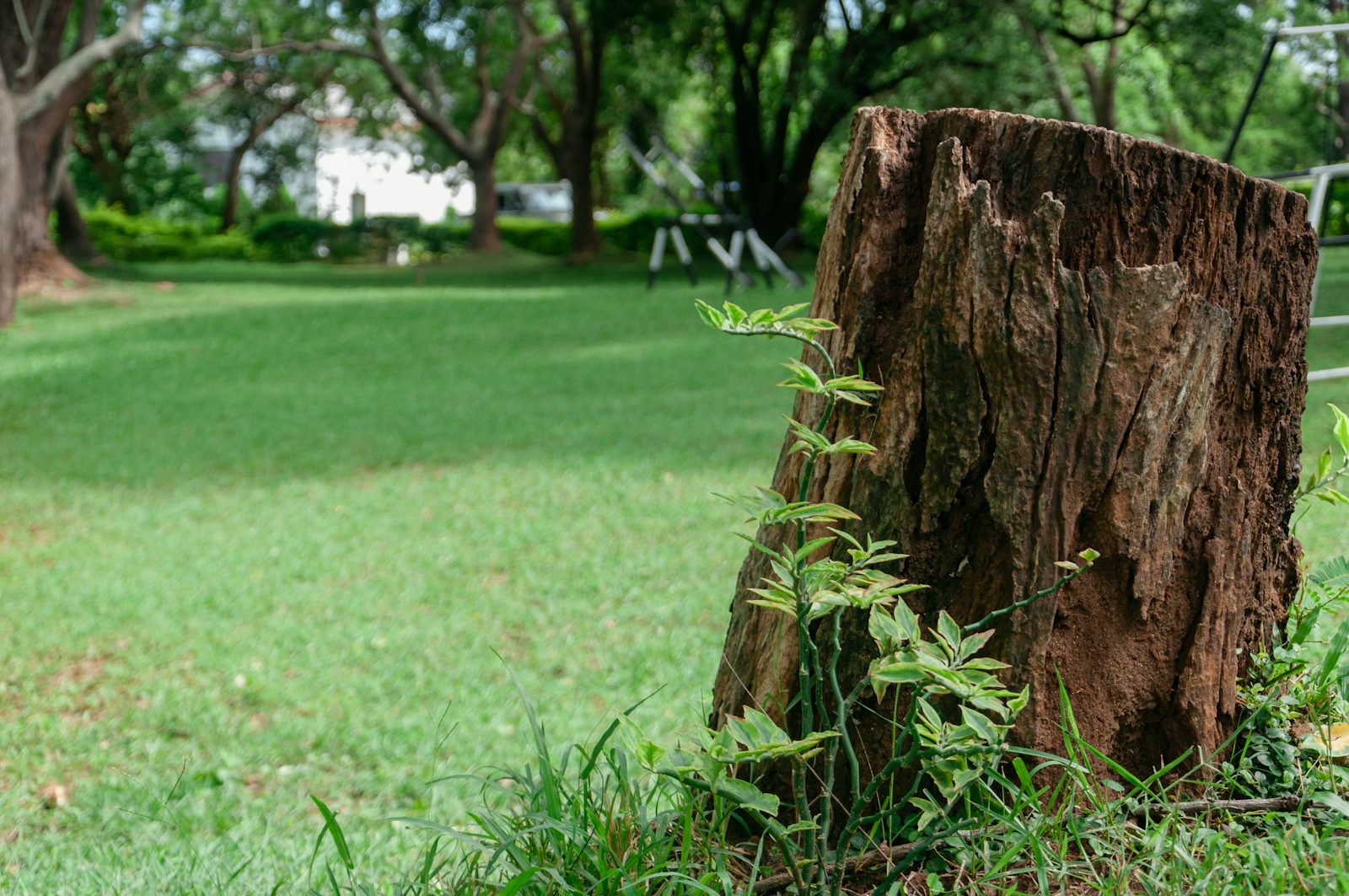 Stump Grinding & Removal