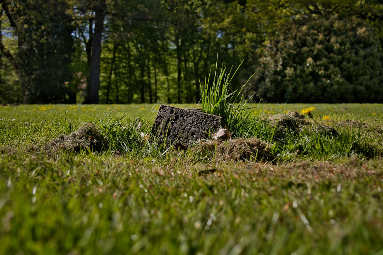 Stump Grinding & Removal work 2