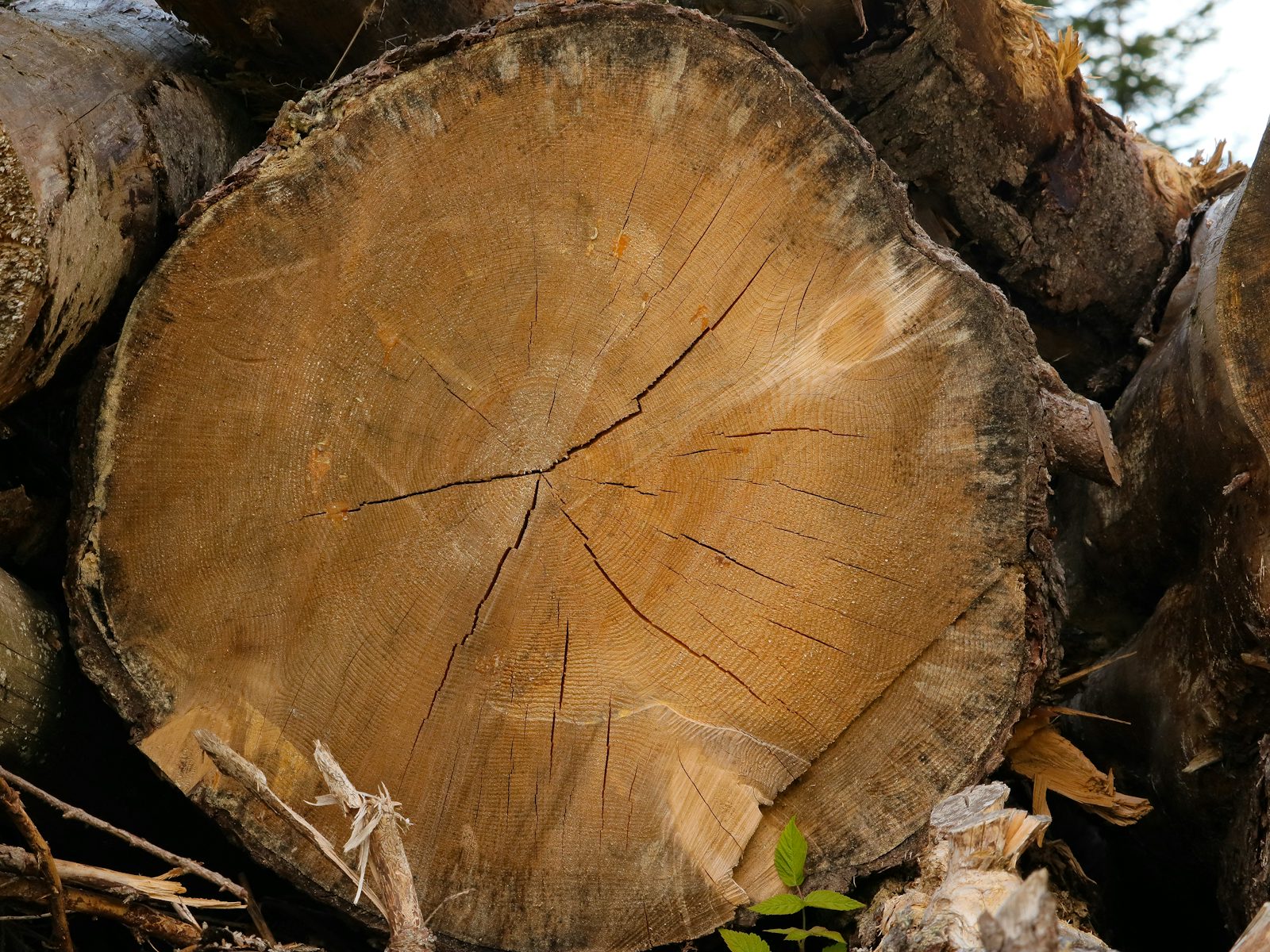 Stump Grinding & Removal work 3