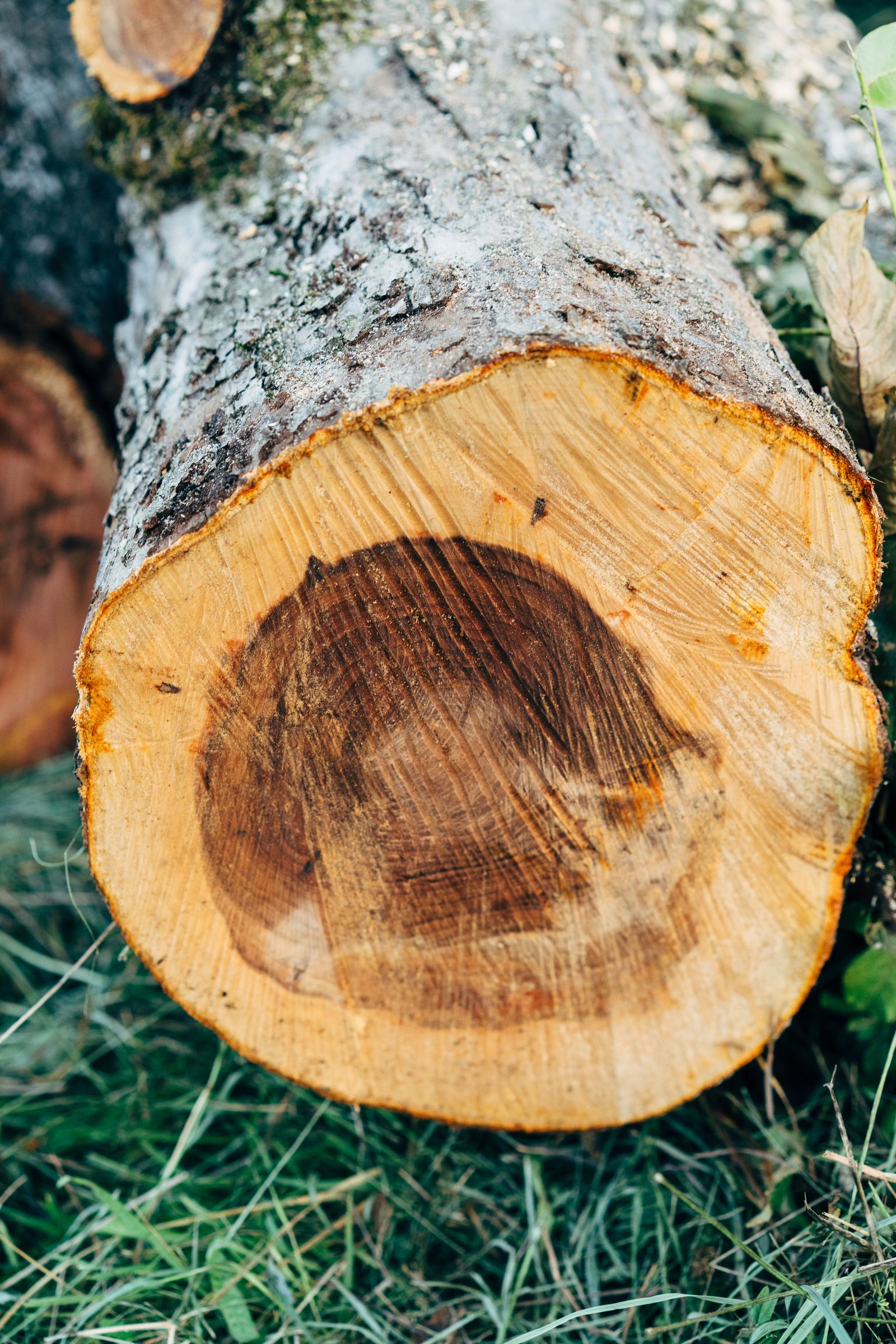 Stump Grinding & Removal work 4