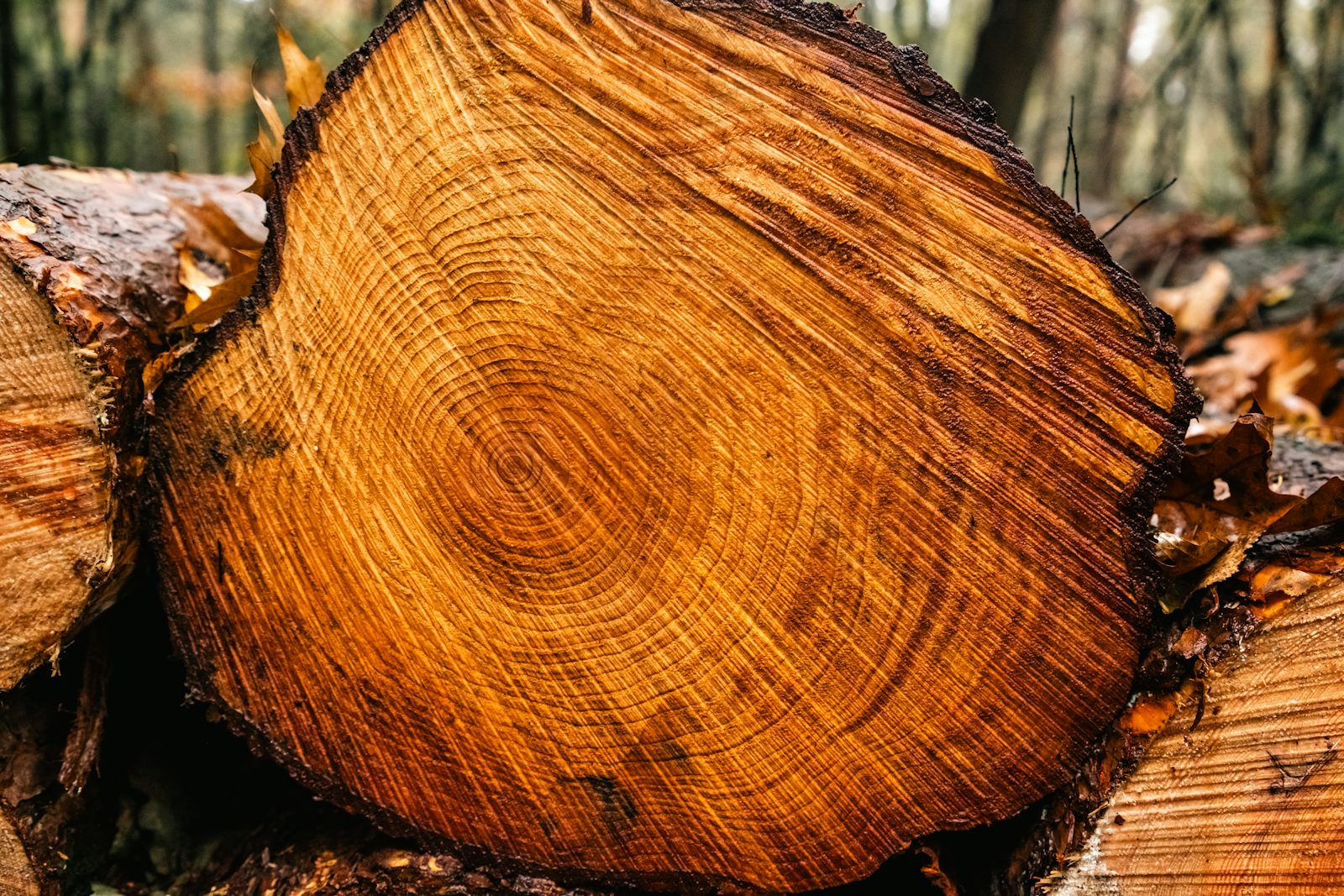 Stump Grinding & Removal work 5