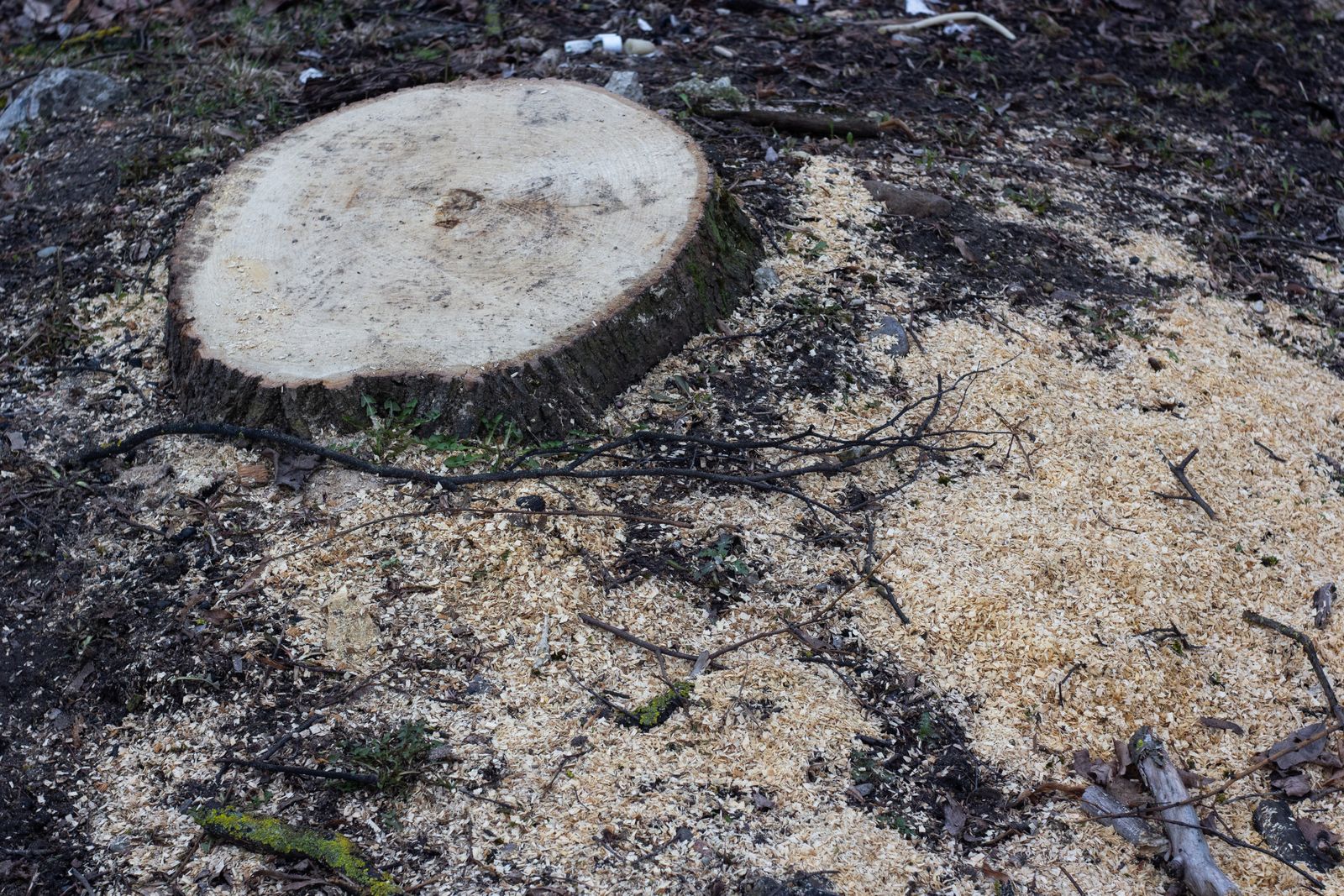Stump Grinding & Removal work 6