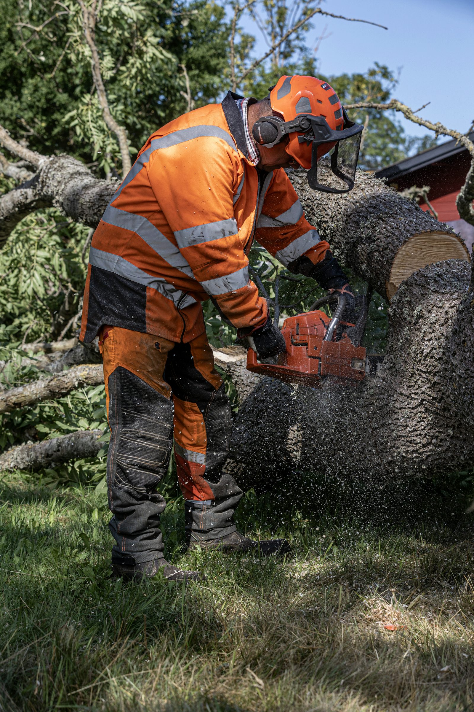 Tree Removal & Felling