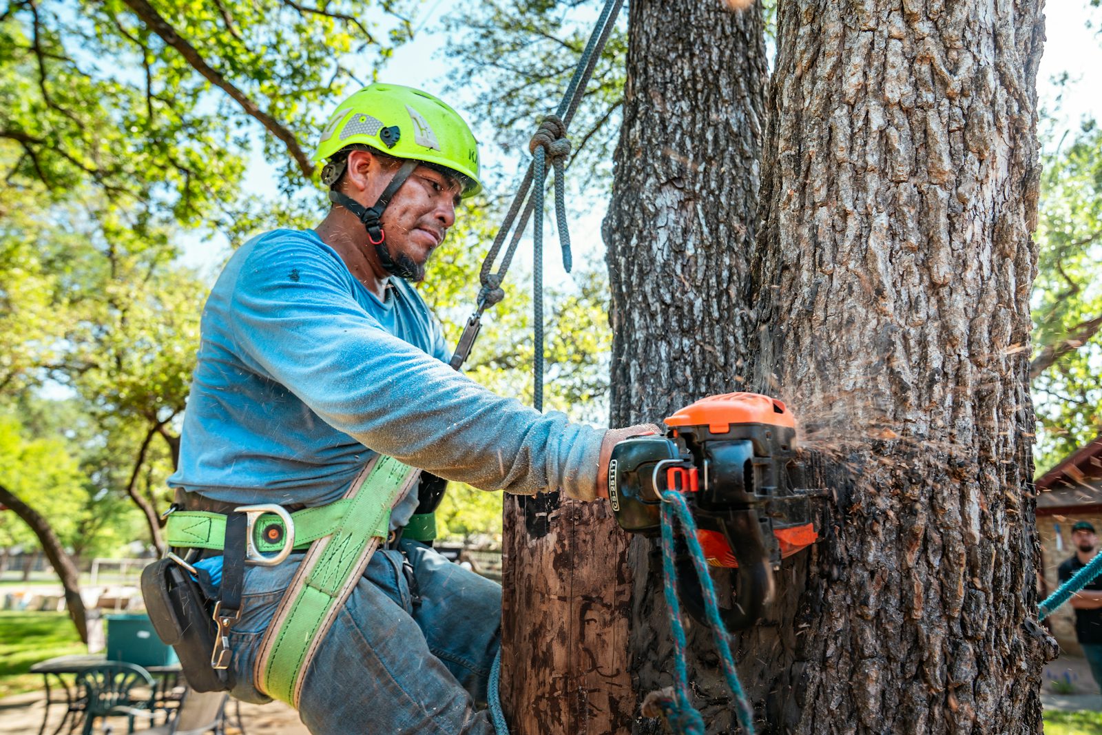Sectional dismantling of a large tree