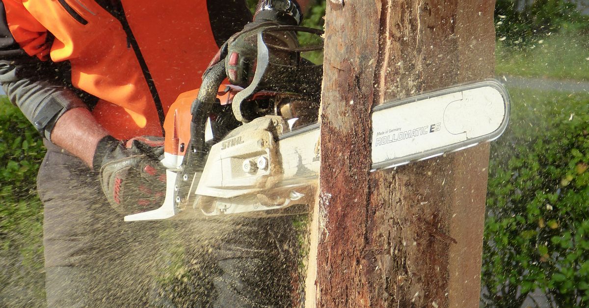 Tree Removal & Felling work 3