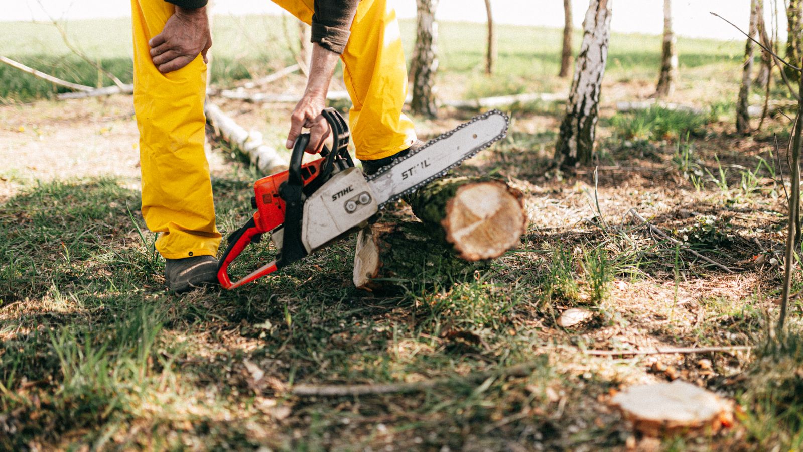 Tree Removal & Felling work 4