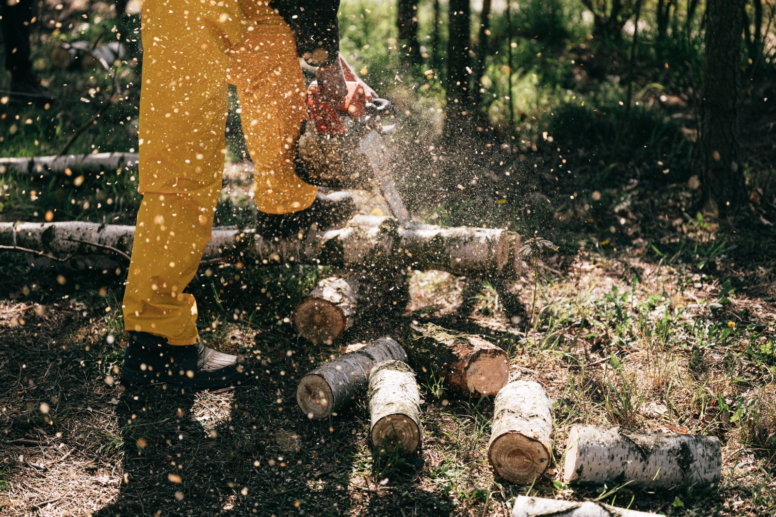 Tree Removal & Felling work 5