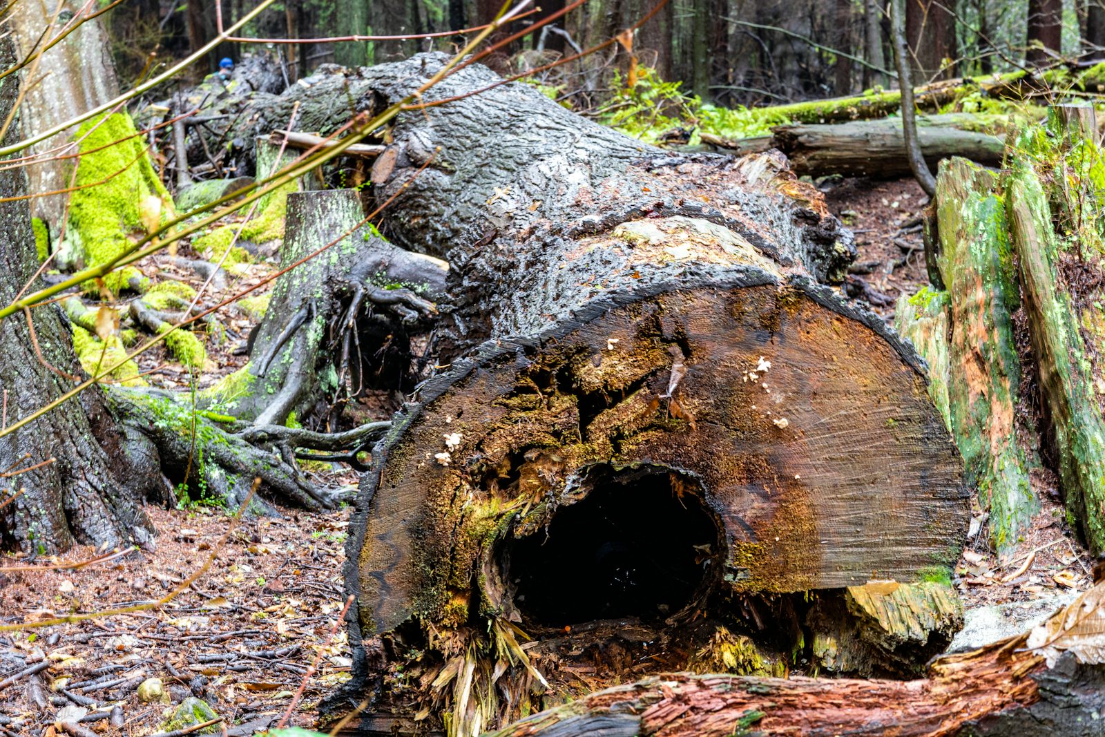 Tree Removal & Felling work 6