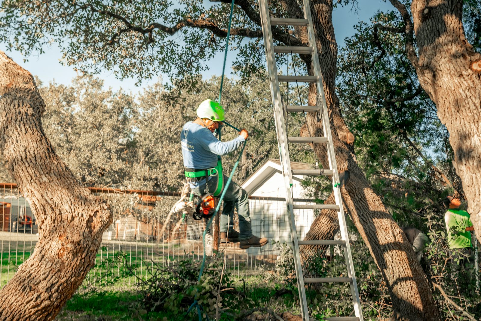 Qualified tree surgeon pruning a large tree