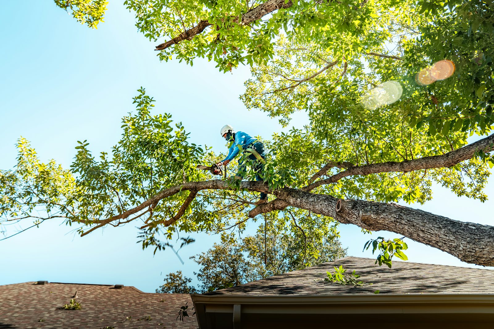 Climbing arborist working high in a tree canopy