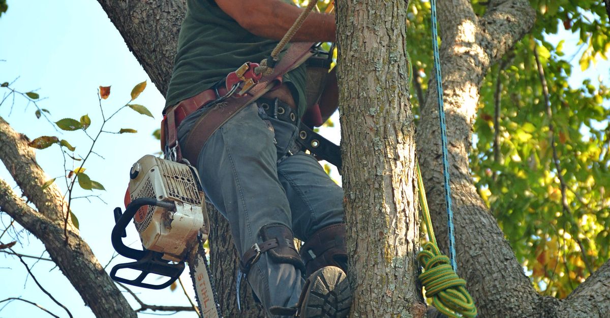 Careful crown work on a mature tree