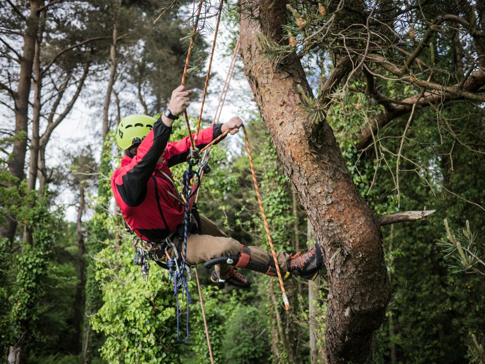 Tree Surgery work 5